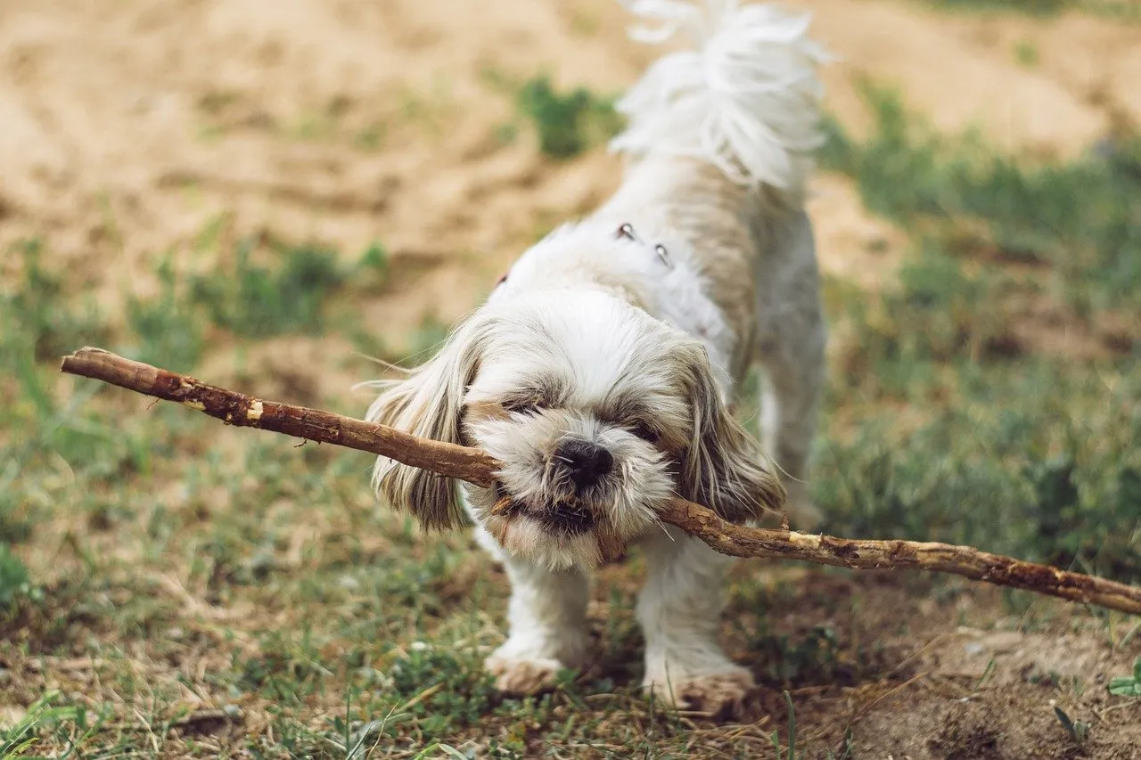 This is not a juggling stick. But at least a cute dog with a stick